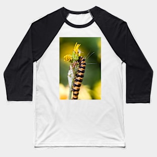 Orange and black striped caterpillar (Cinnabar moth) Baseball T-Shirt